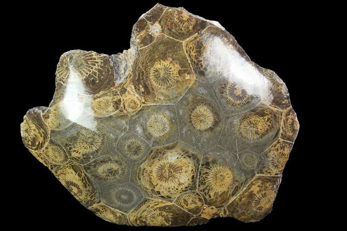 Polished Fossil Coral (Actinocyathus) - Morocco #100612